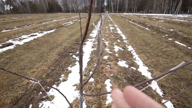 Яблоневый сад в Нижегородской области. Начало сезона 2020 / Антон Пермяков смотреть онлайн
