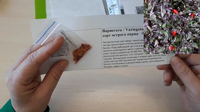 Перец острый Вариегата. Описание сорта. смотреть онлайн