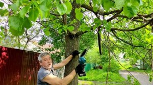 Аккумуляторная цепная пила BRAVOBRO 8" cordless chain saw