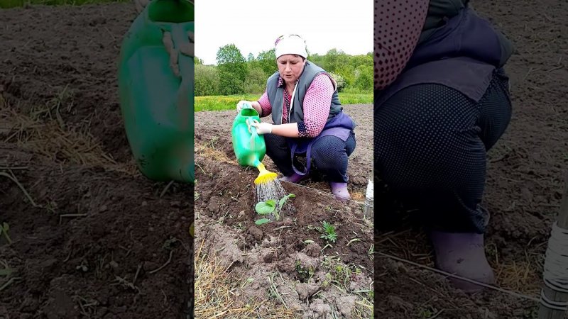 МАЛЕНЬКАЯ лунка для ГИГАНСКОЙ капусты.