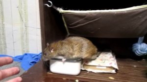 Немного, о пасюках. Отличие от декорашек. Есть, или нет? (Wild Rats | Дикие Крысы)