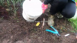 РОЗЫ НЕ РАСТУТ ЧТО ДЕЛАТЬ ЧЕМ ПОДКОРМИТЬ