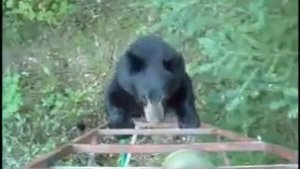 Медведь лезет на дерево где стоит охотник
