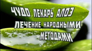 Алоэ _ секреты народной медицины