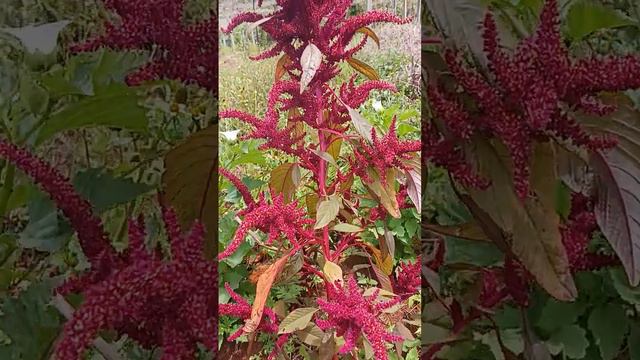 #red #amaranth #greens #seeds #harvest #thuadai #organic #farm #ooty