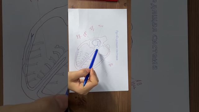 Проводящая система смотреть онлайн