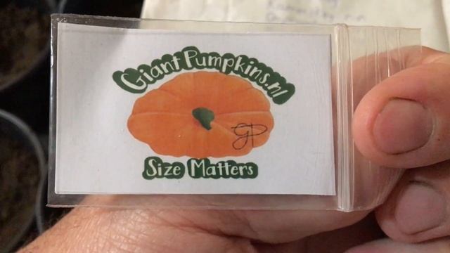 Giant Pumpkin Atlantic Giant from seeds to 600kg. Гигантская тыква из семян весом 600 кг. смотреть онлайн