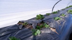 Какой пленкой лучше укрывать клубнику