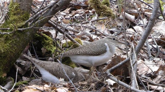 Птица Перевозчик высиживает яйца, Common sandpiper incubates eggs смотреть онлайн