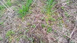 Посев люпина в пшеницу 18.04.19