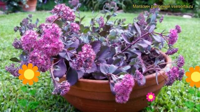 Очиток наутесный Бертрам Андерсон. Краткий обзор, описание sedum cauticola Bertram Anderson смотреть онлайн