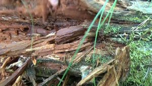 Искал Camponotus, а нашел их! Лет Leptothorax. // Поиск Маток