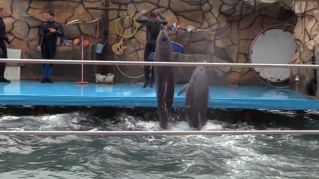 Canon XA35. Замедленная съёмка дельфинов (режим SlowMotion) смотреть онлайн