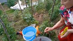 Желтеют листья томата? Срочно подкормите. Посеем Пожуем