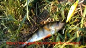 Лучшие воблеры для ловли окуня и щуки