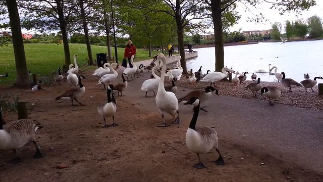 Гуси-лебеди смотреть онлайн