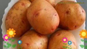 Картофель семенной Великан. Краткий обзор, описание характеристик, где купить картофель