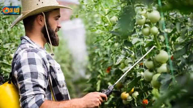 Фурацилин отличное средство для борьбы с фитофторой на томатах. смотреть онлайн