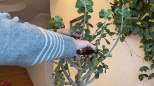 Обрезка большого Адениума Арабика зимой.