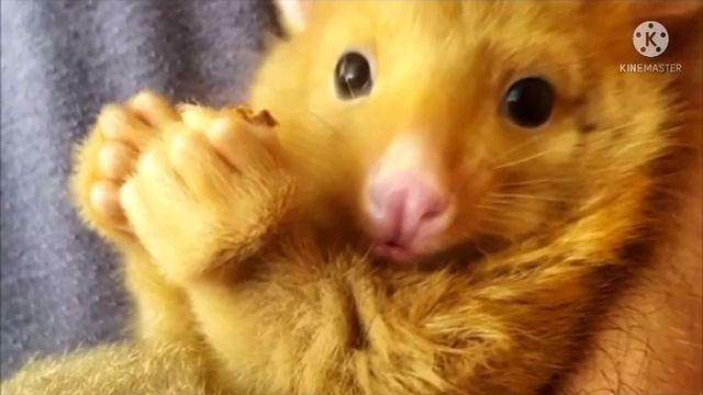 Люди случайно нашли зверя, который не существует в природе! Разве такое бывает... Невероятно смотреть онлайн