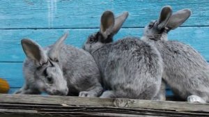 Кролики породы большое светлое серебро, продажа