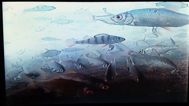 Подводный мир