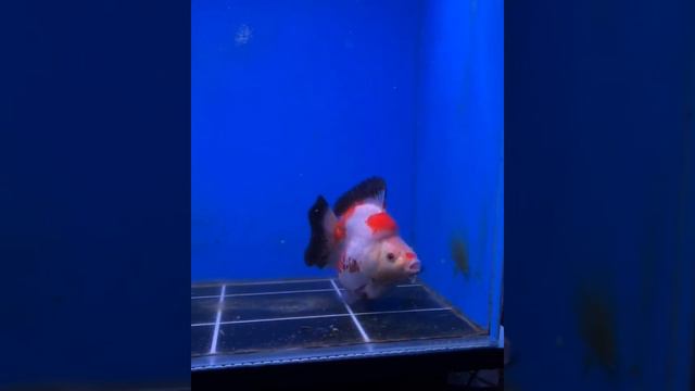 Most Beautiful Ryukin Goldfish In Aquarium Tank | Goldfish kingdom Beautiful Ryukin Fish #191