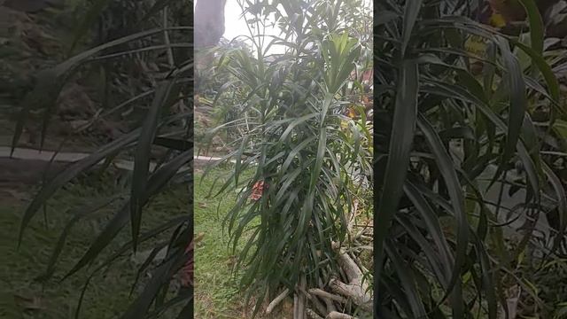 Suji Hijau (Dracaena angustilofia)