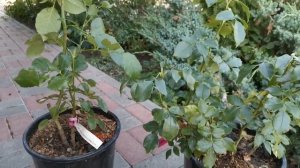 Урааа!! Наконец мой долгожданный Цикломен Пьер де Ронсар и Эирбраш