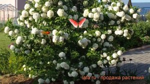 Калина обыкновенная Розеум (viburnum roseum) ? калина Розеум обзор: как сажать саженцы калины Розеу