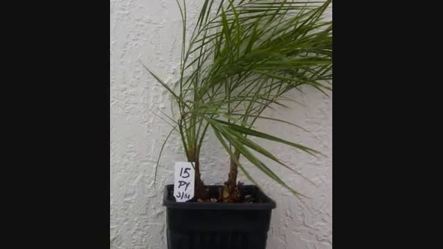 PS015 - Pygmy Date Palm Tree - Phoenix Roebelenii - Mature Palm Tree смотреть онлайн
