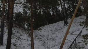 ВСТРЕЧА С ВОЛКОМ