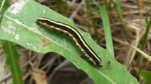 Гусеница. Капюшонница чертополоховая. ( Cucullia lucifuga )