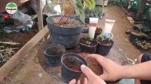 BEGONIA MASONIANA cara mudah perbanyakannya dengan stek daun