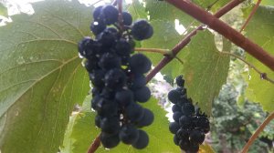 36. ПРИВЕТ ИЗ КРЫМА. ДОЖДЬ, ДОЛГОЖДАННЫЙ ДОЖДЬ.