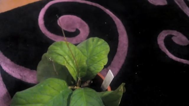 Хойя Motoski, Vetellinoides Meredithii, Meredithii Green смотреть онлайн