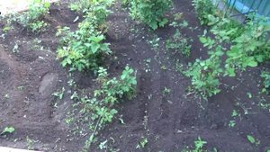 Культиватор - рыхлитель из OBI. Как он работает. (CMI 700)