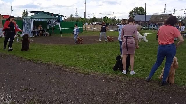 Моно пуделей 02.07.2022 Уфа Бест юниоров (4) Эксперт Ольга Архипова. смотреть онлайн