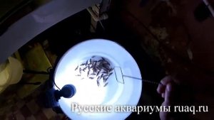 Разведение суматранских барбусов 1