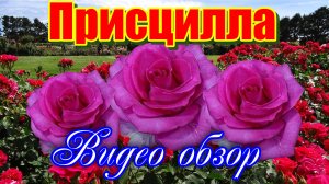 Обзор розы Присцилла (Чайно гибридная) - Priscilla (Эквадор)