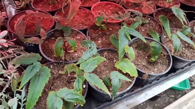 Большой обзор 14 января 2022! Что растёт? смотреть онлайн