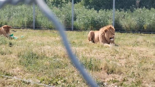 Огромный лев Симба, охотница львица Нала и зеленый тазик.. #animals #lion #старыйоскол