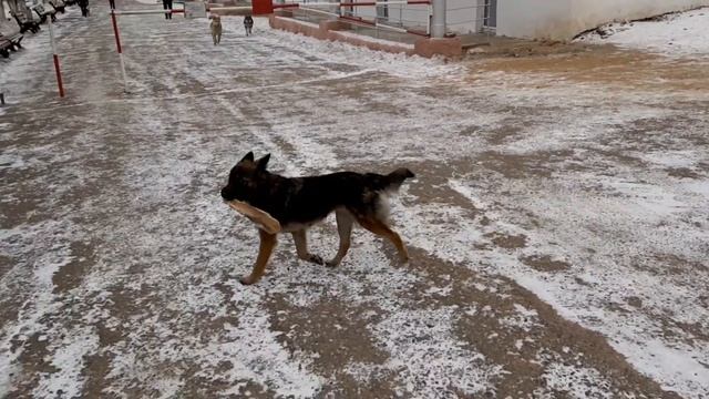Уаз патриот выезд в Дарасун