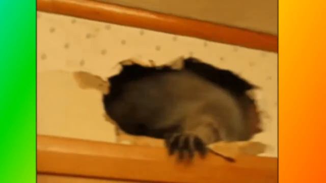 Животные Приколы с животными.Самое смешное видео. .Забавные животные смотреть онлайн