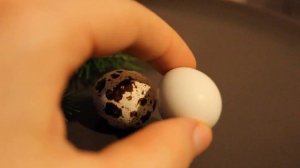 Перепелка снесла белое яйцо