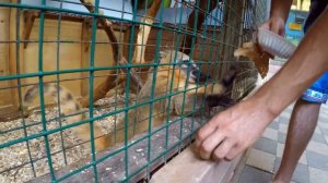 Zoo. We feed animals. Зоопарк, Маргаритка кормит животных:)