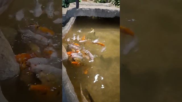 океанариум крокус 1 января 2021 смотреть онлайн