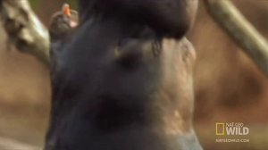 Кровавые батлы морских слонов