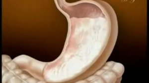 Чудо пищеварительной системы человека