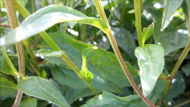 Ruige rudbeckia (Rudbeckia hirta) - 2012-08-09 смотреть онлайн